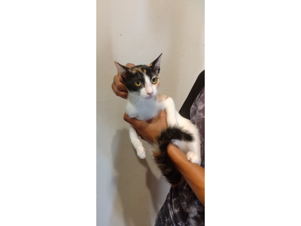 空き家を追い出された子猫達