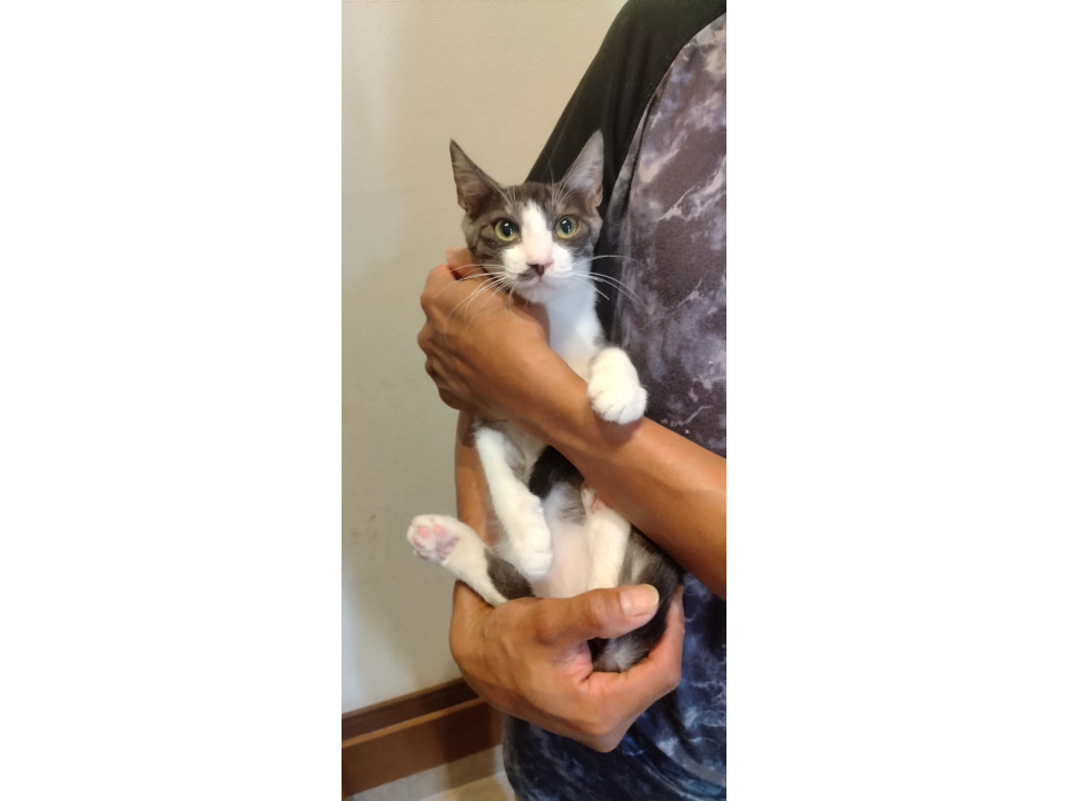 空き家を追い出された子猫達