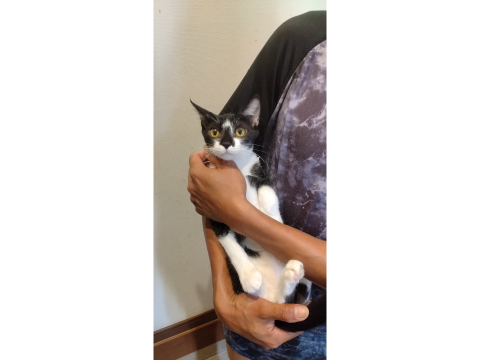 空き家を追い出された子猫達