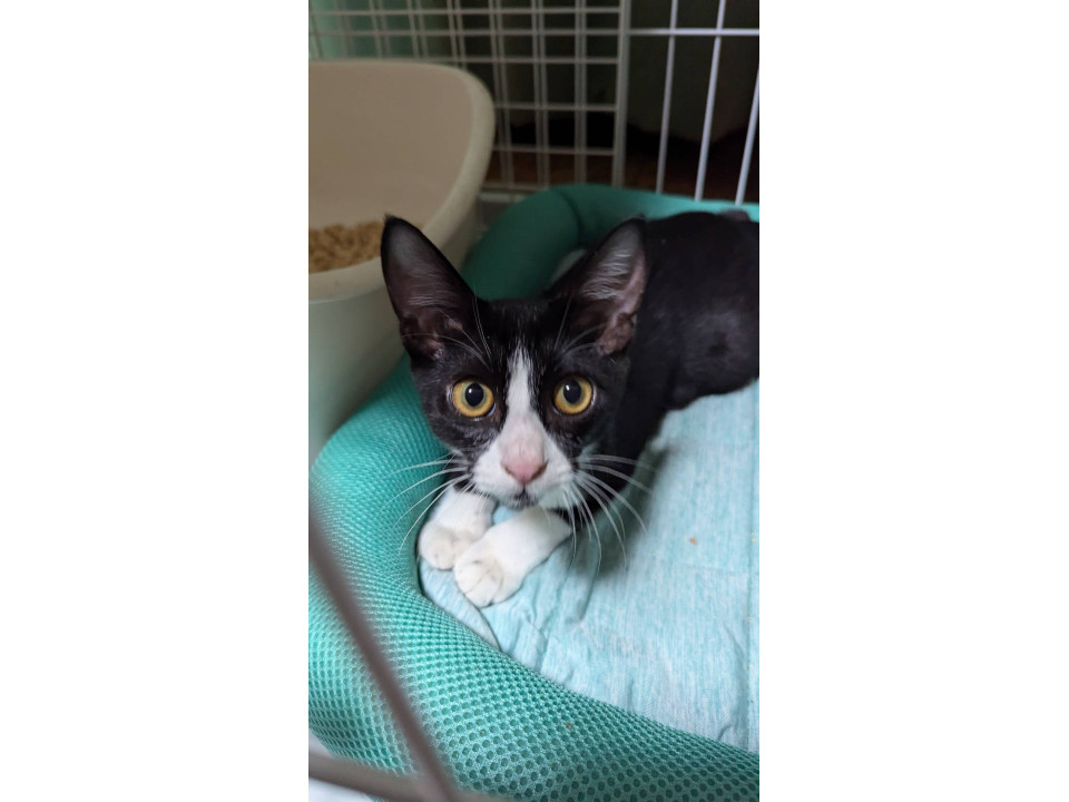 愛嬌たっぷりミッキーくん！