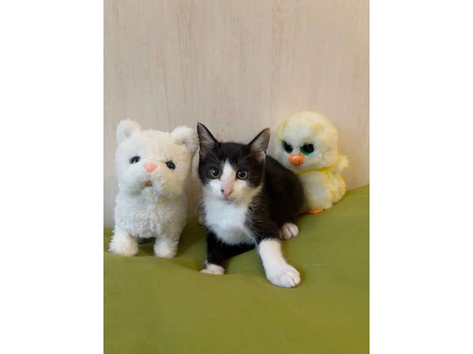 おもちゃ遊び大好き愛おしいサンくん♡
