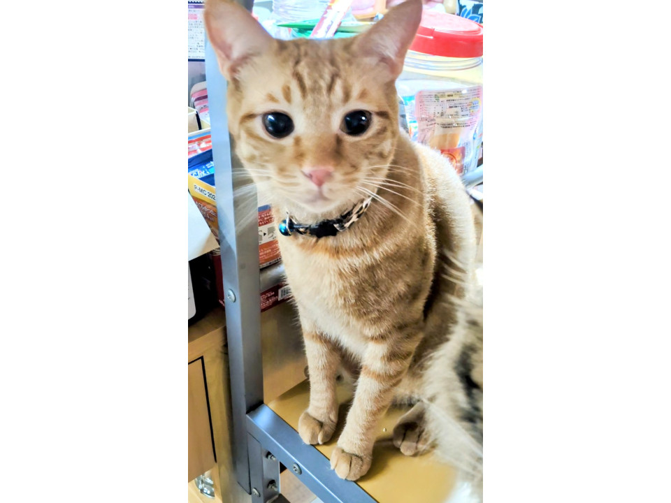 甘えん坊の可愛い♥️茶トラ君?