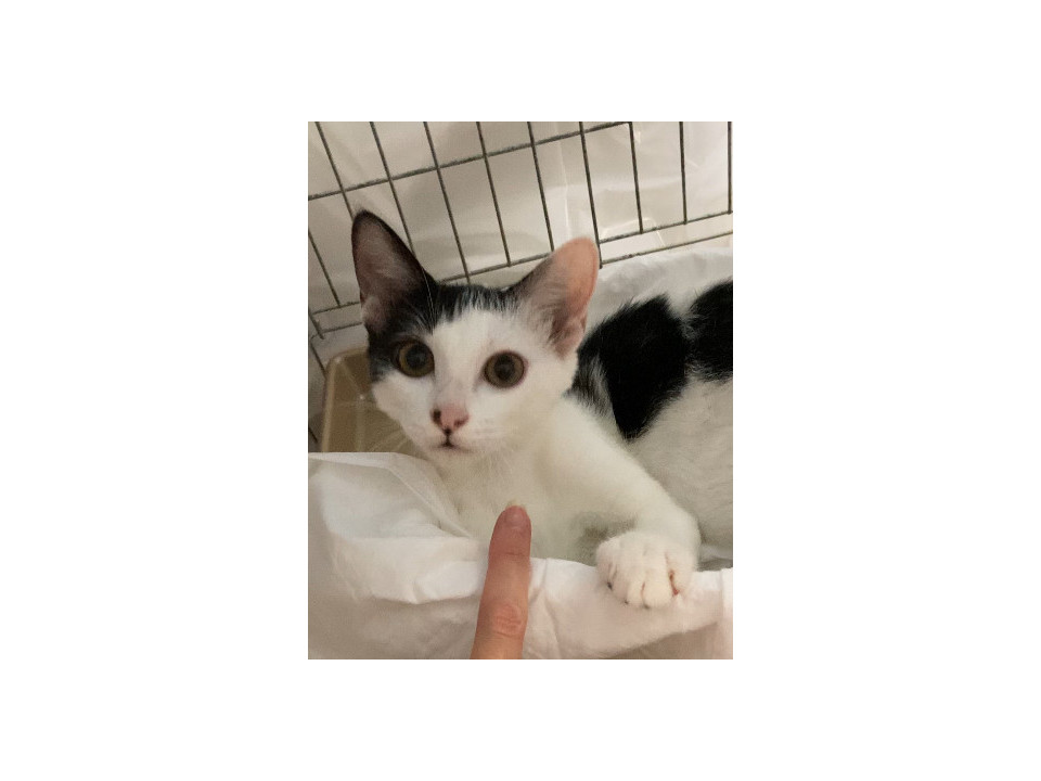 甘えん坊の白黒