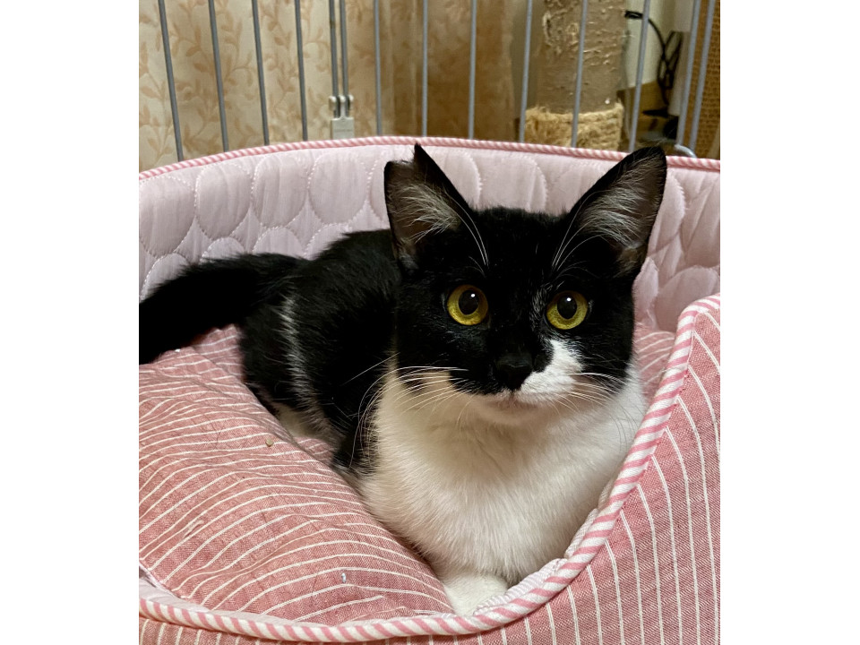 まん丸お目々の白黒女の子