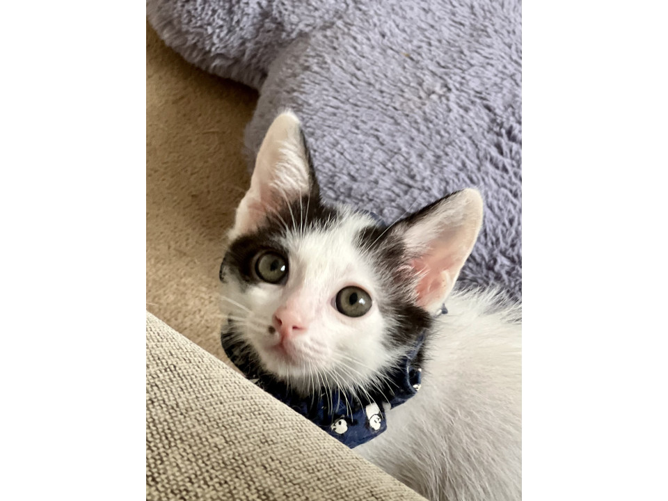 ミルク育ち甘々やっくん