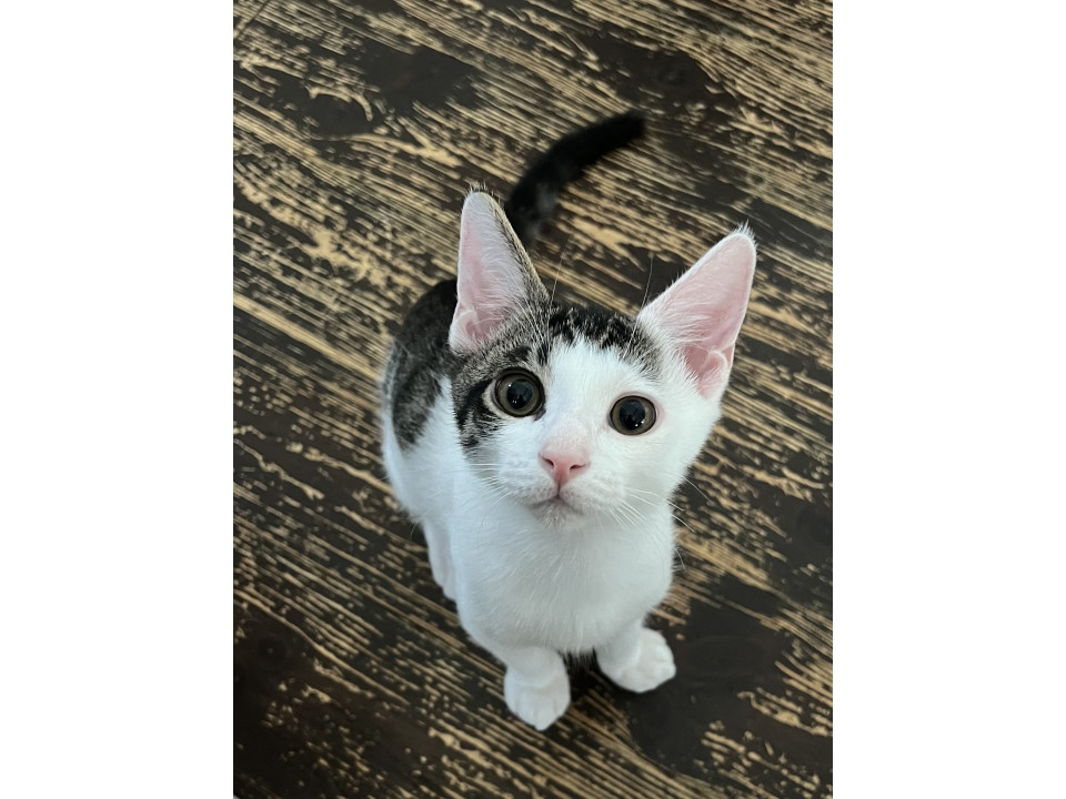 ミルク育ち甘々とわくん