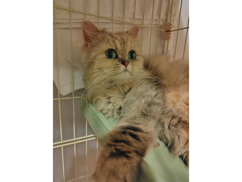 アラビアータ☆8-12歳くらい