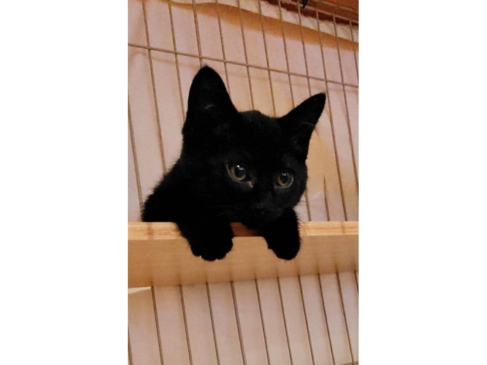 遊ぶの大好き撫でゴロキュートな女の子