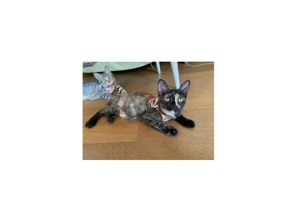 人懐こい可愛いさび猫