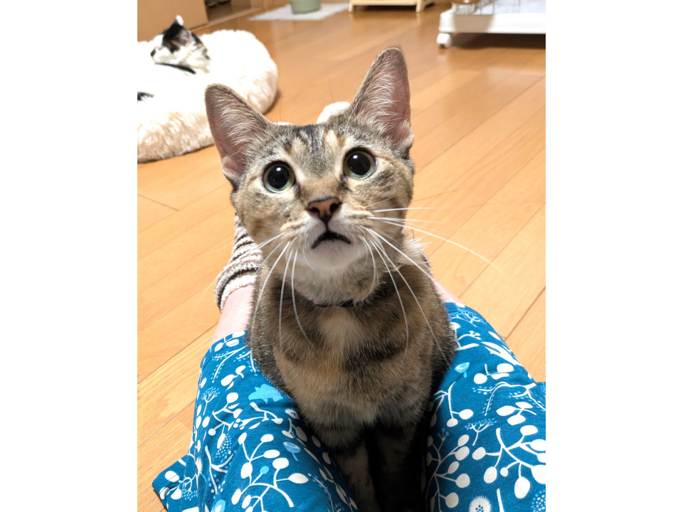 12/28譲渡会参加　抱っこ大好き女子