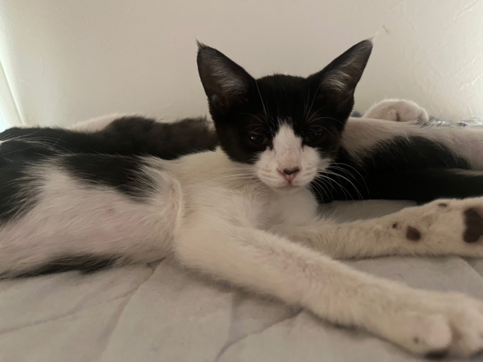 可愛い　ハチワレのジュリアちゃん