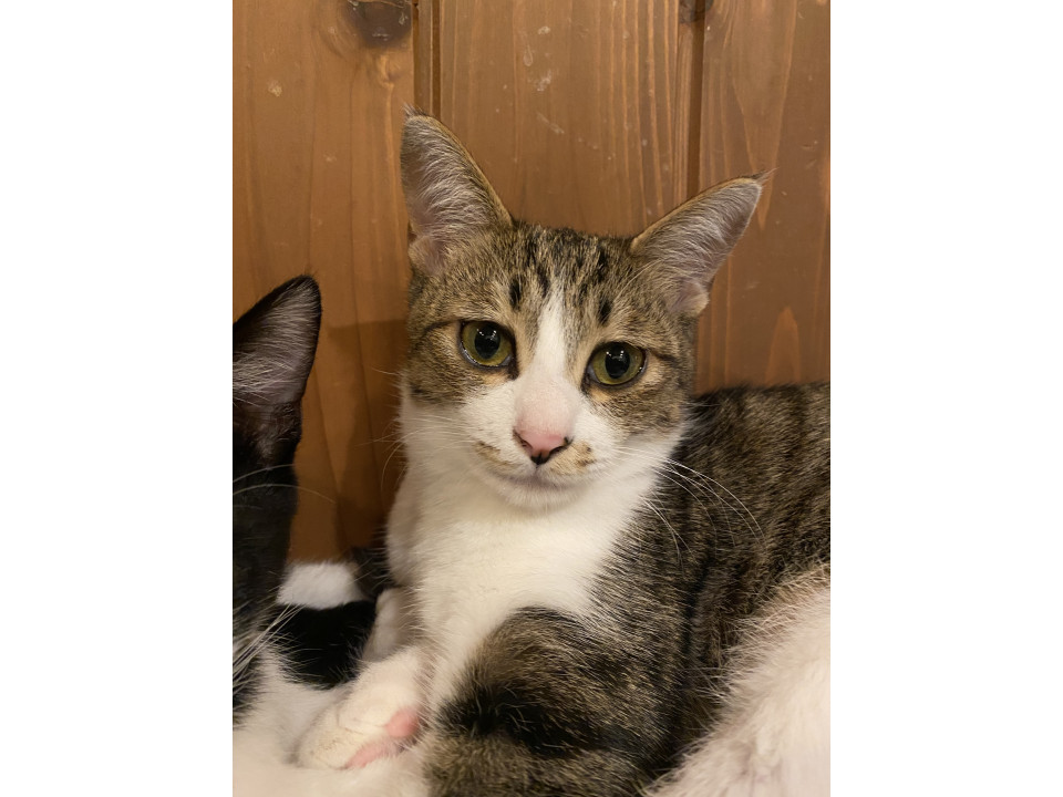 ねこが大好き☆ちーくん