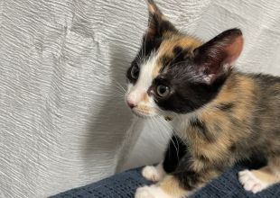 三毛猫様♡ありがとうございます♡ 毎日見ててもやっぱり三毛柄が綺麗だなぁと感じています☺️ #猫
