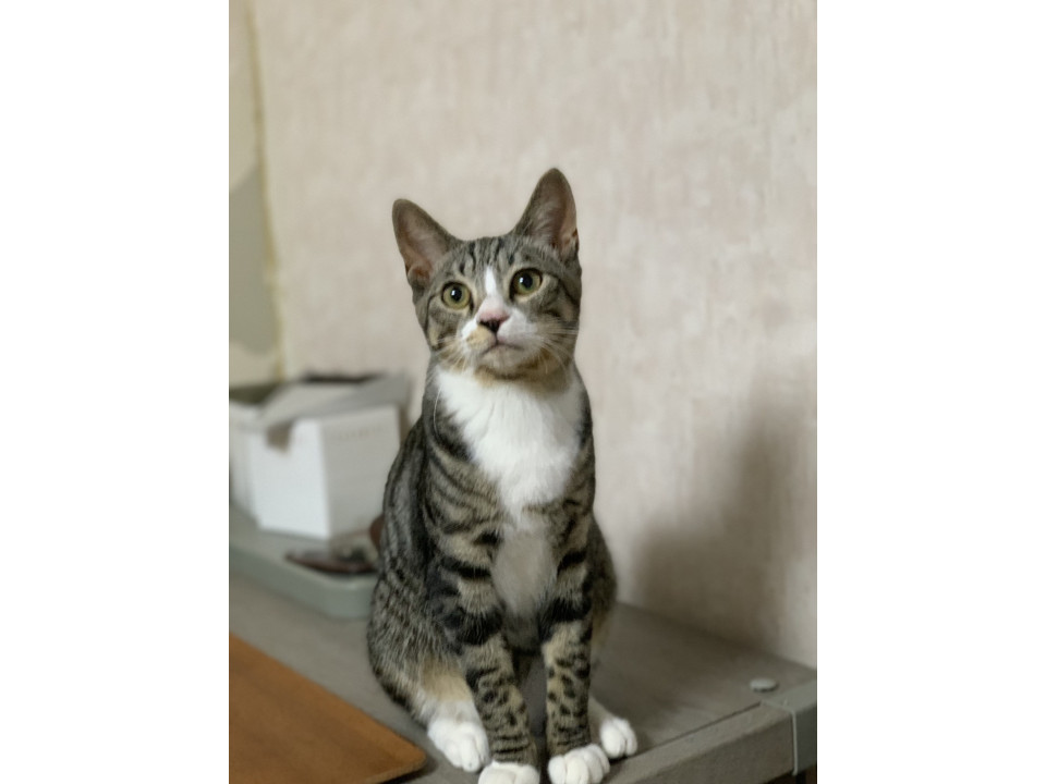 キジ白 靴した履いてます