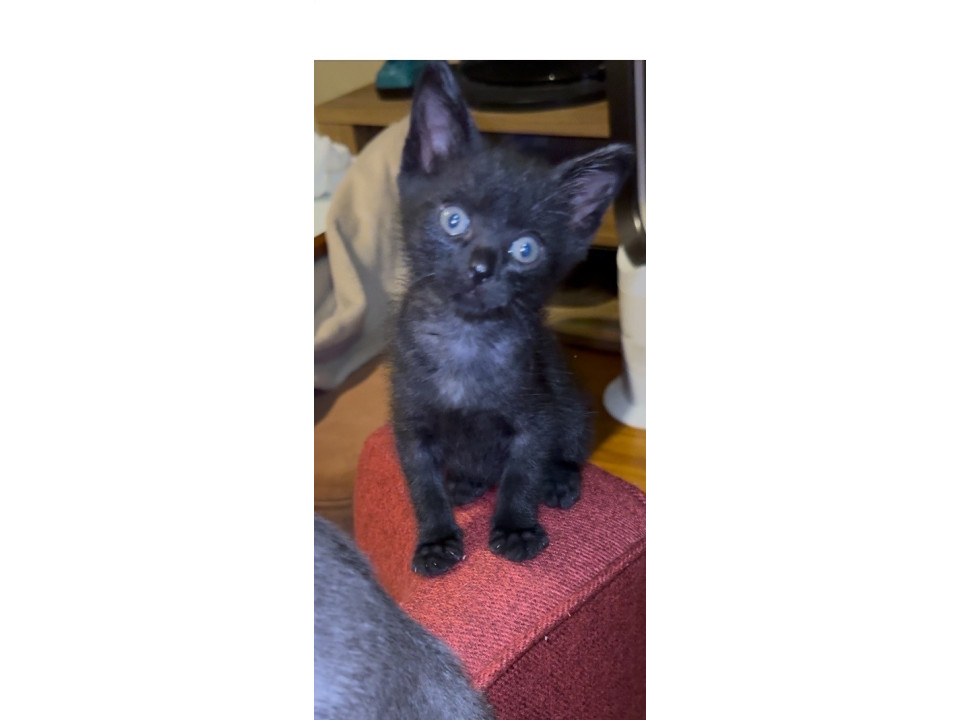 クロ子猫メス25.4.15生