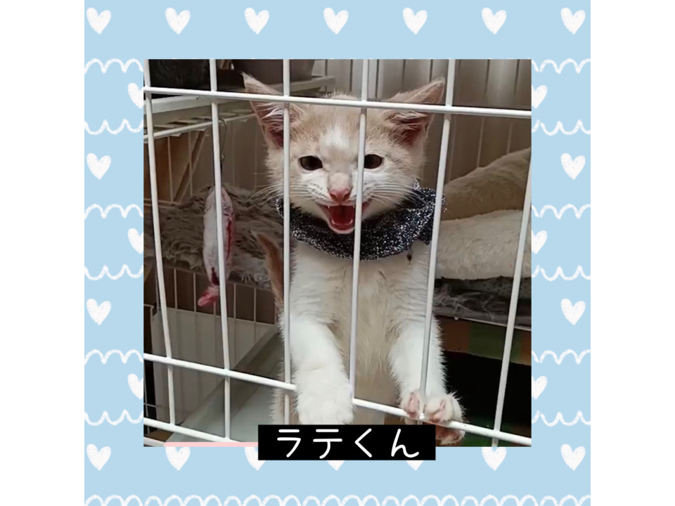 元気ボーイ ラテくん