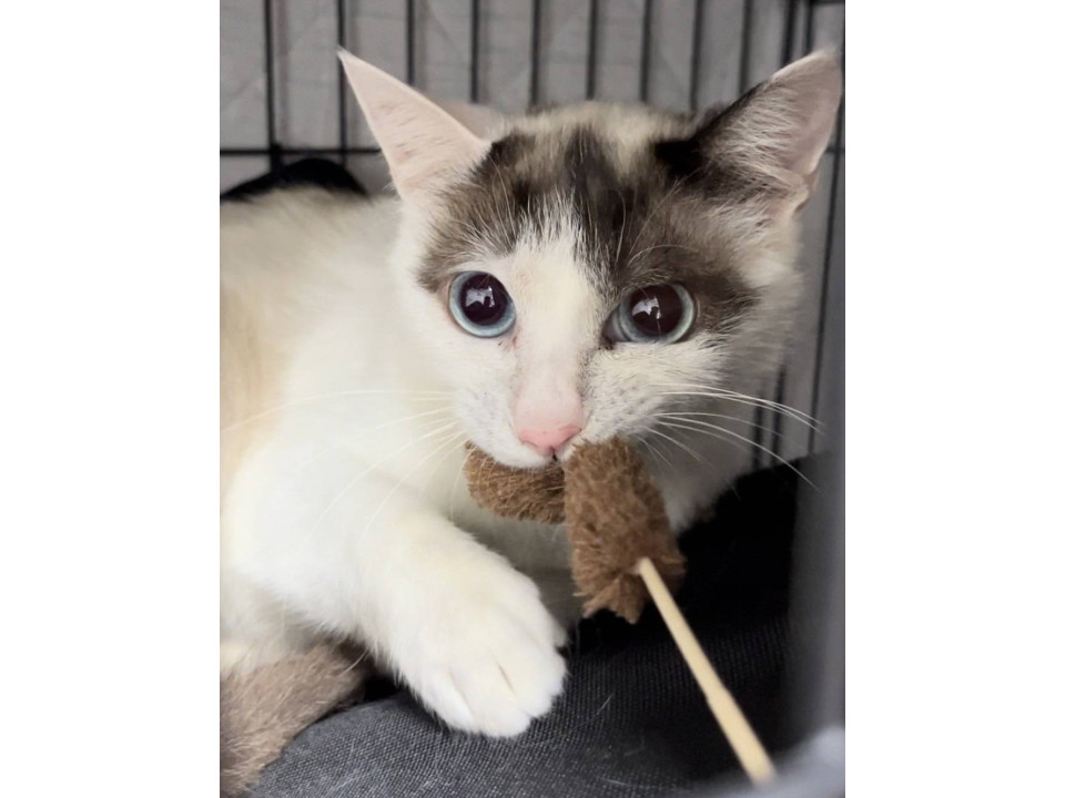 イケメン猫ちゃんナップル