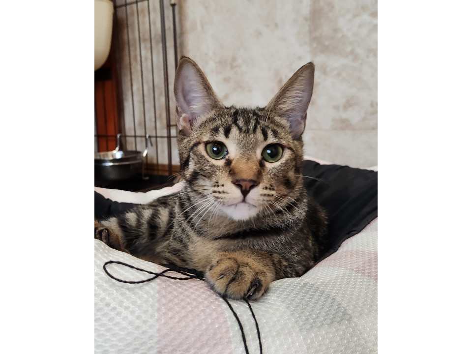 遊ぶの大好きココ君