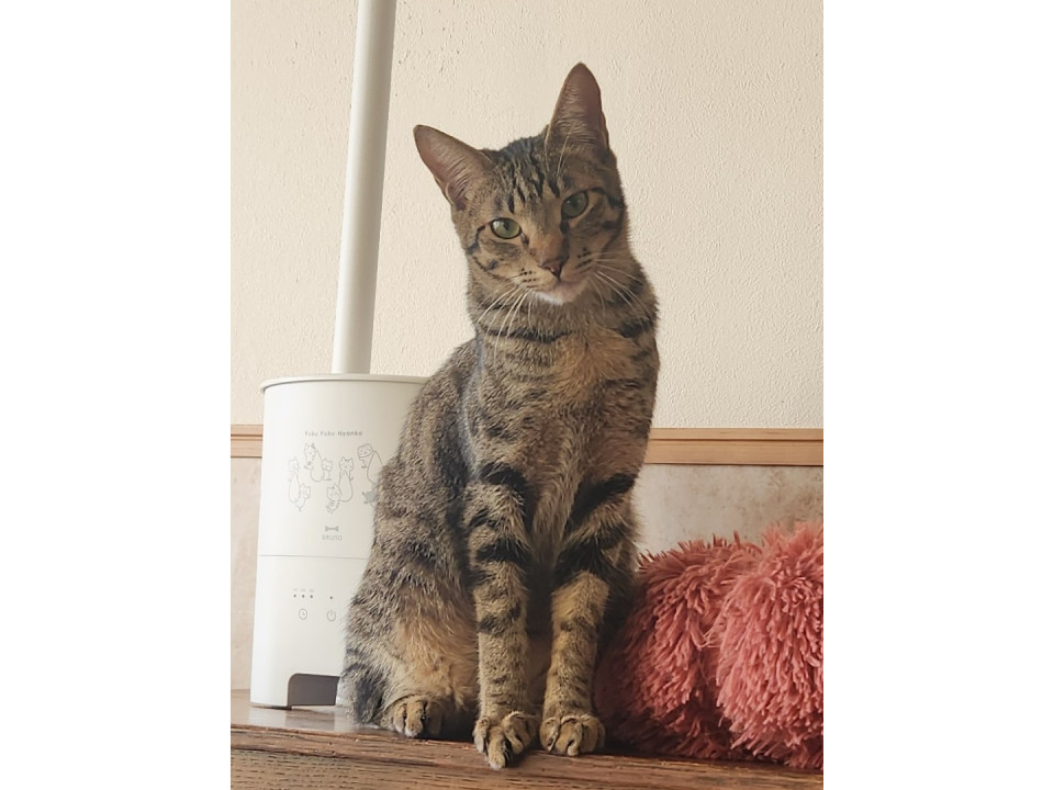 遊ぶの大好きココ君