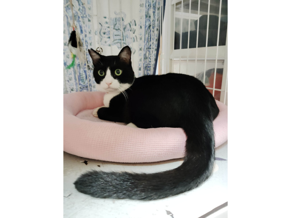 きれいなハチワレ猫さん