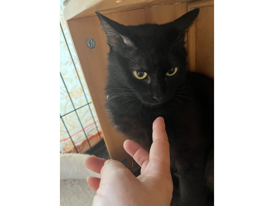 今はのんびり元ママ黒猫