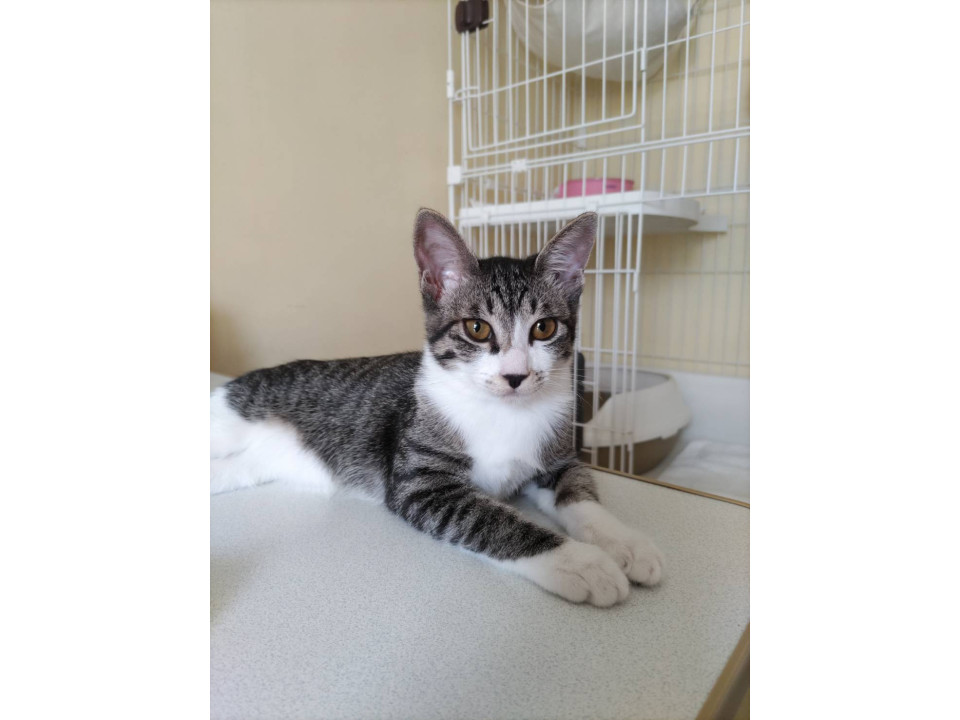 11/2堺市里親会☆ハラミ