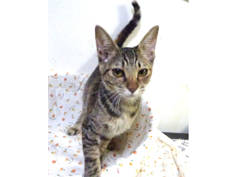 美形のキジさび、かの子ちゃん