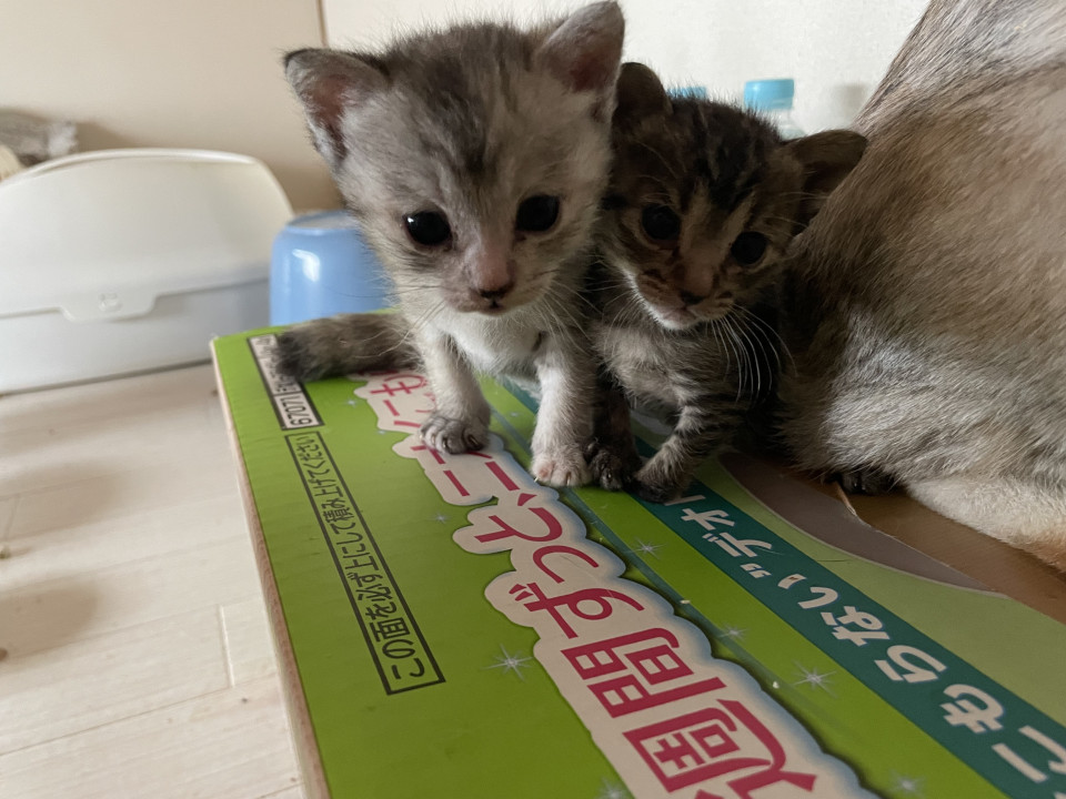 生後1ヶ月の子達です。