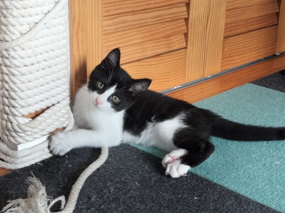 ハチワレくん♪