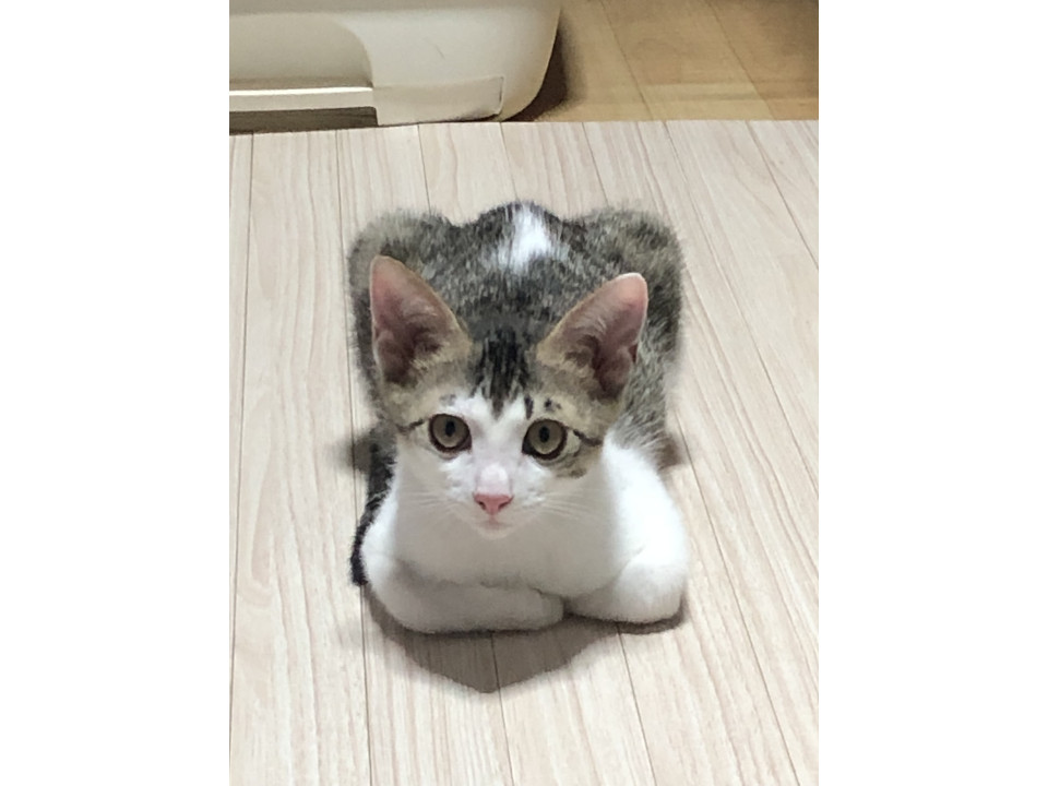 サバ白のるんくん