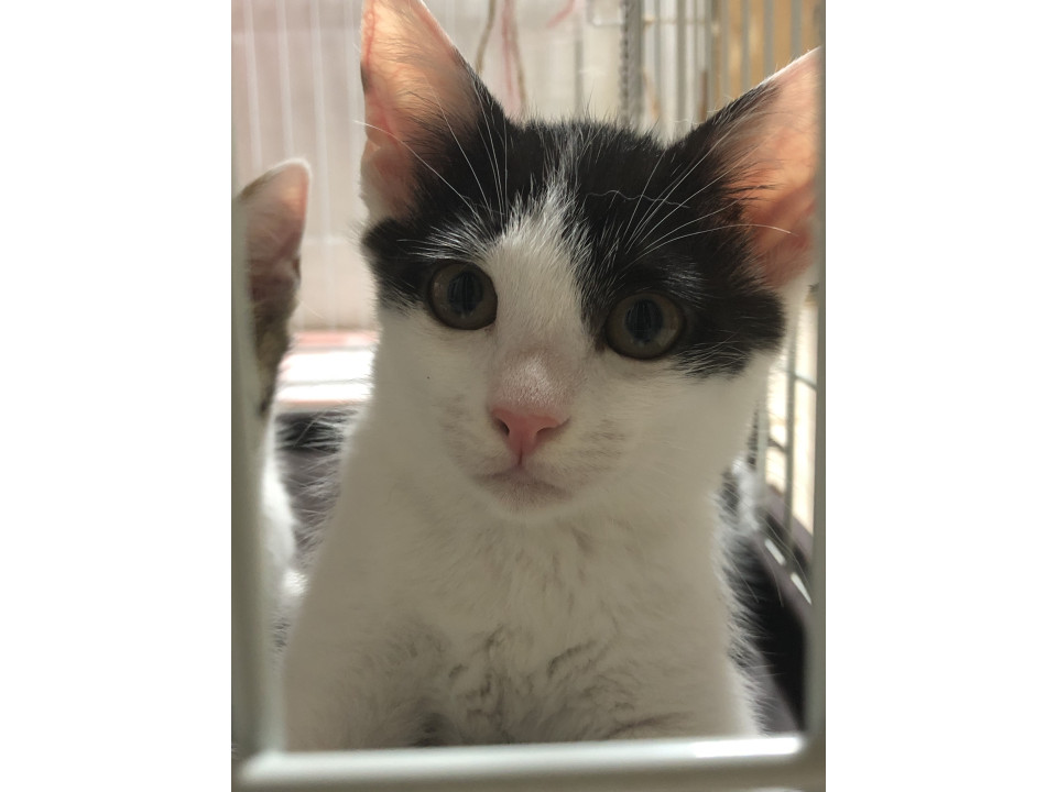 ハチワレのかわいいモウちゃん