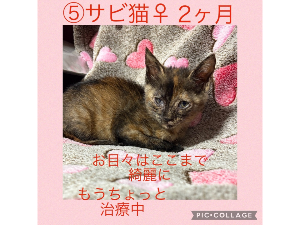 小さなサビ猫の女の子
