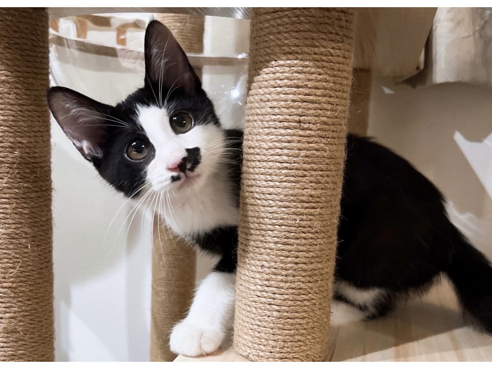 愛嬌たっぷり無邪気なわんぱくボーイ