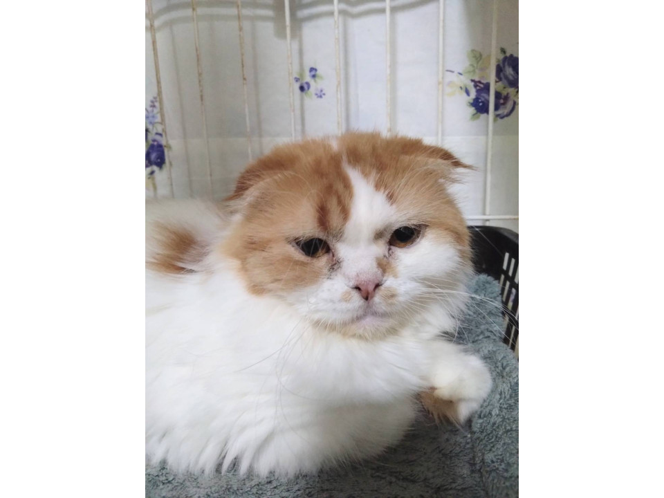 てこ☆3-5歳くらい