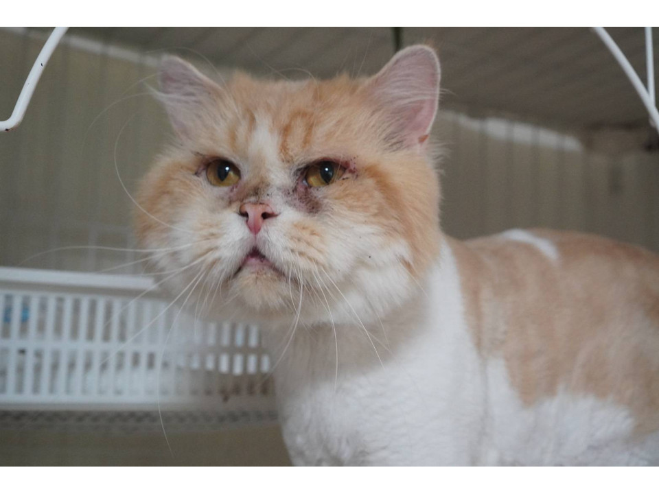 ぶんちん☆12/14(日)譲渡会参加予定