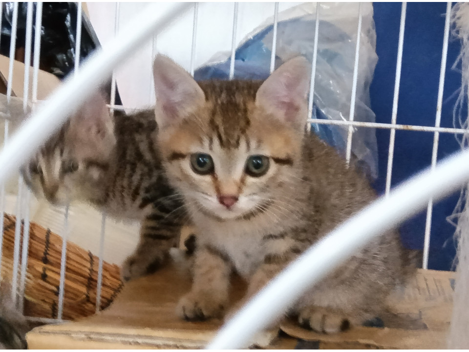 遊ぶの大好き お転婆猫ちゃん