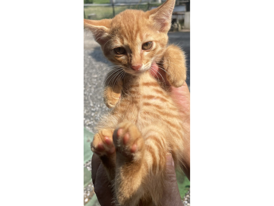 ☆茶トラの仔猫☆男の子☆