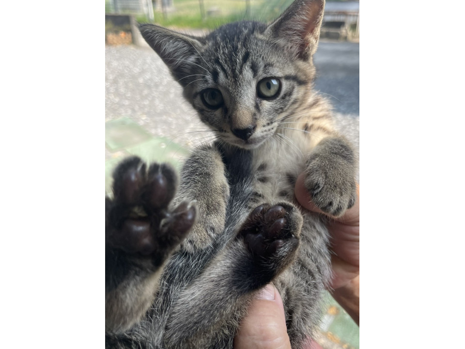 ☆キジトラの仔猫☆男の子☆