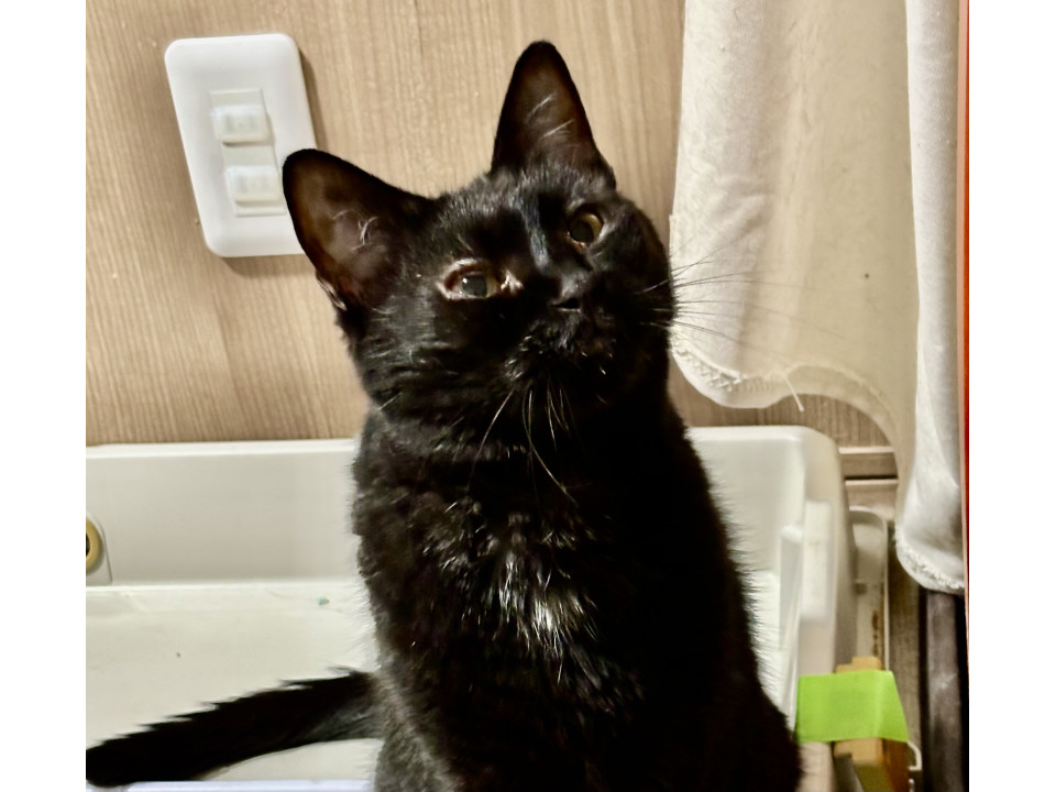 黒い盆子ちゃん