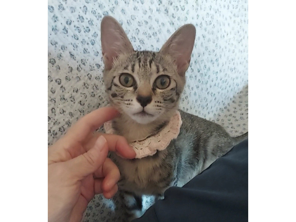 華奢♥明るい♫キジトラちゃんฅ•ω•ฅ