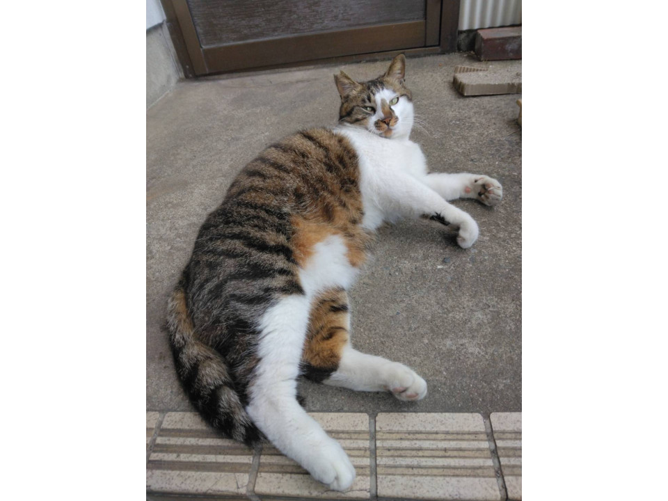 飼い猫にしてあげたいキジ白のピエール