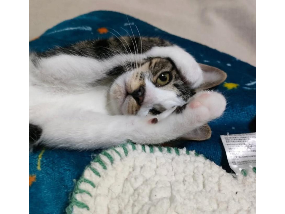 【11/16譲渡会】控えめ女子マオマオ