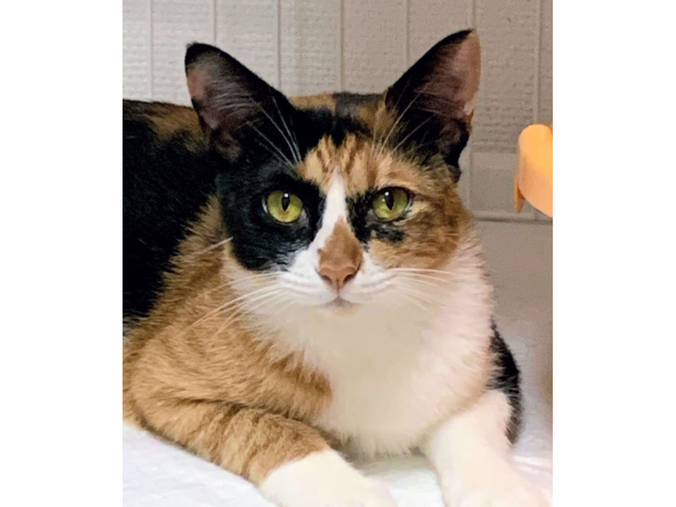 人馴れバッチリ!子猫3匹育てたママ猫