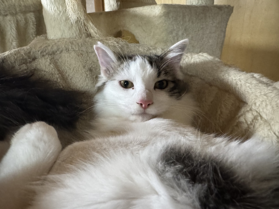 男前長毛きじ白猫