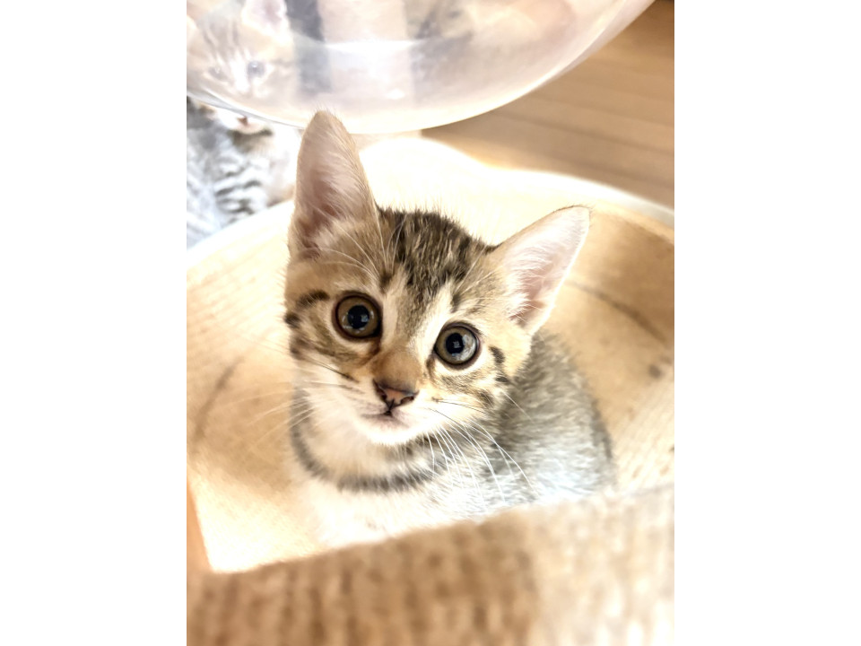 イケメンたける君!やまと君と兄弟です!