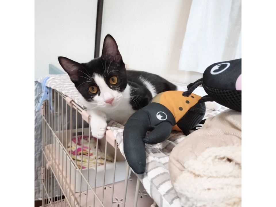 イタズラっ子のハチワレ♡トリュフ君