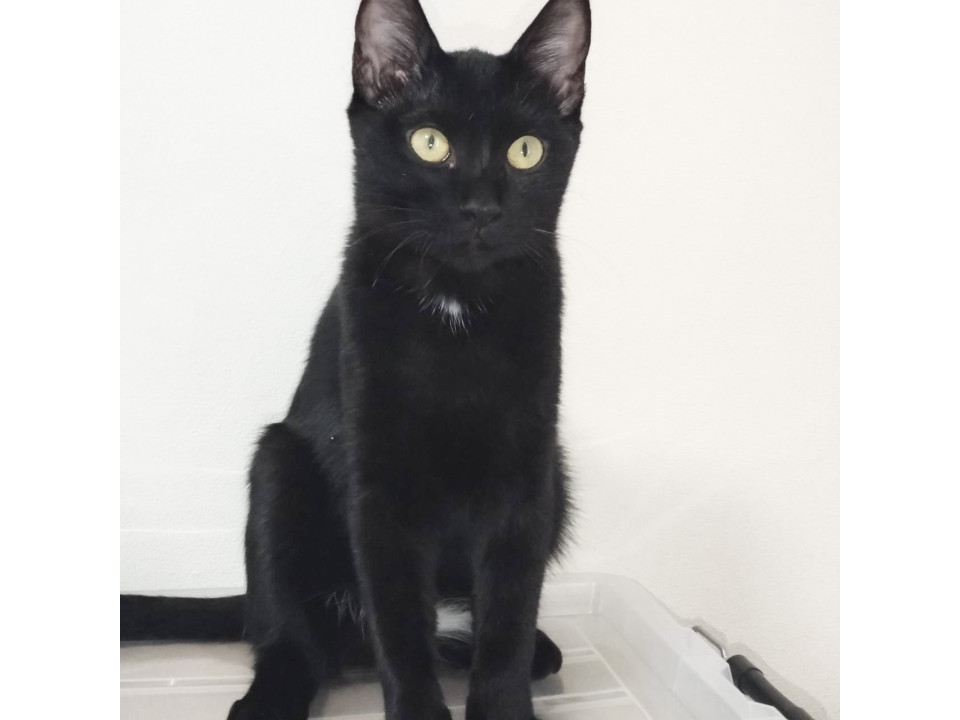 美人な黒猫♡キャビアちゃん