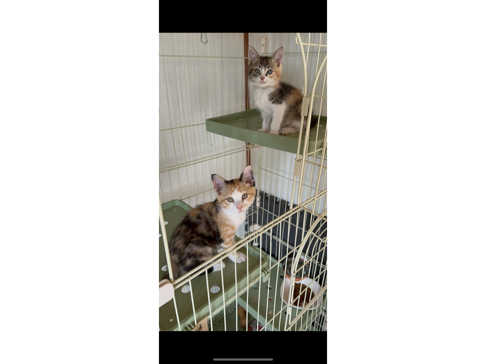 かわいい三毛猫姉妹