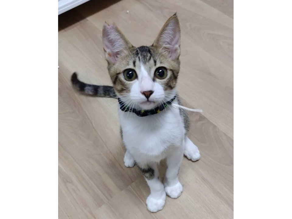 動作が面白い兄弟♫キジ白お兄ちゃんฅ•ω