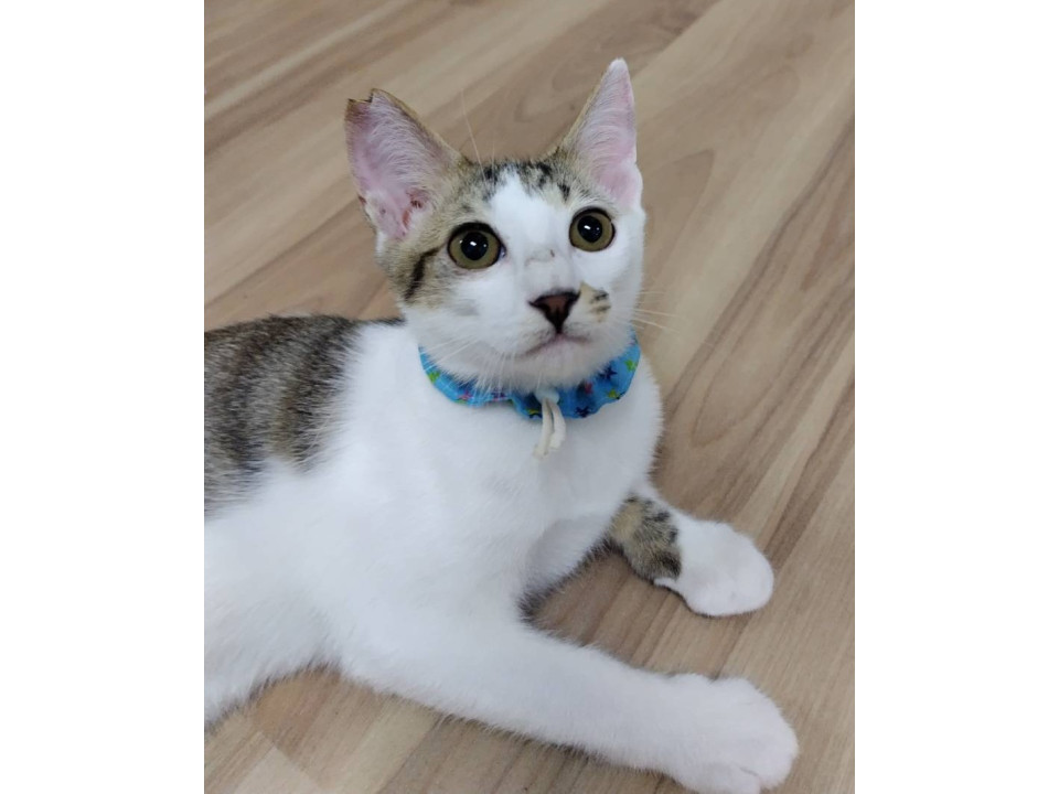 動作が面白い兄弟♫白キジ弟くんฅ•ω•ฅ